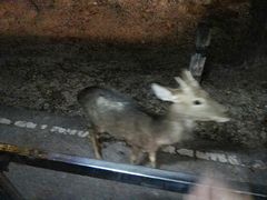 -清迈夜间动物园