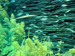 -上海海洋水族馆