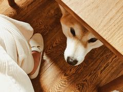 -柴务处·柴犬主题狗咖