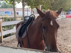 -北京群众马术培训基地