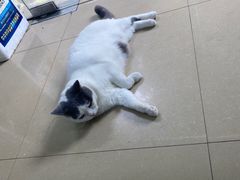 -瑞派动物医院·猫专科·至诚(江南中分院)