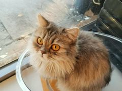 -平行世界·猫咖(首经贸店)