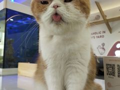 -喵园·猫主题咖啡厅·撸猫·猫咖(国贸店)