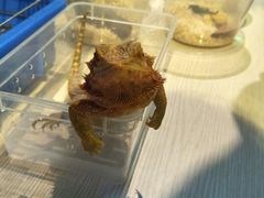 -上海大自然野生昆虫馆(东方明珠·爬宠昆虫探索中心)