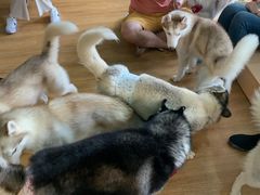 -Husky Go! 哈士奇体验馆·宠物咖啡厅狗咖