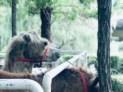 -长白岛森林公园