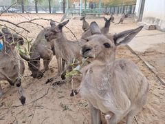 -秦皇岛野生动物园