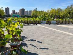 -莲花池公园