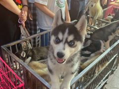 -中北世纪城夜市小吃街CENURY CITY