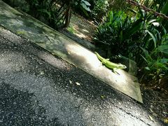 -新加坡飞禽公园