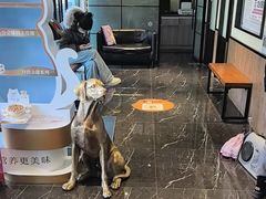 -宠颐生斯嘉宠物医院·急重症·心内科(谷阳北路分院)