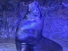 -海合安青岛极地海洋公园
