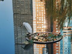 -陆家嘴中心绿地