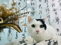 -爱洗澡的猫(望京店)