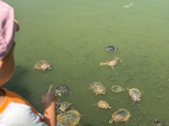 -深圳仙湖植物园