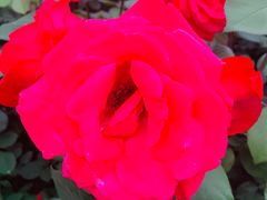 -中央广播电视总台(光华路办公区)