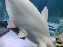 -上海海洋水族馆