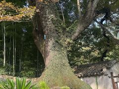 -塔川景区