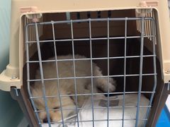 -达爱动物医院·犬猫分区·CT·复杂眼科(远洋山水分院)