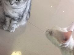 -70cat德文卷毛猫·缅因猫纯种猫舍