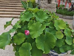 -皇罗禅寺