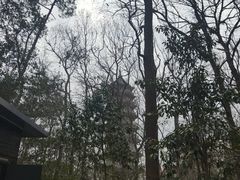 -灵谷景区