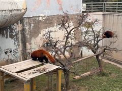 -青藏高原野生动物园