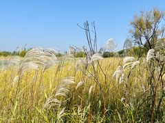 -野鸭湖国家湿地公园