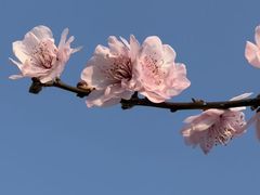 -春花秋色城市公园