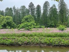 -渌洋湖湿地公园