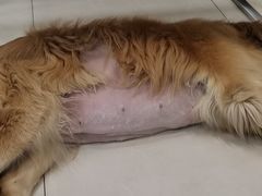 -北京观赏动物医院·24小时大型综合·猫专科·异宠专科