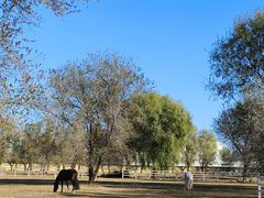 -北京群众马术培训基地