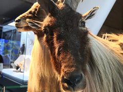 -贝林大翅鲸简餐厅(国家海洋博物馆店)