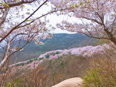 -樱花山风景区