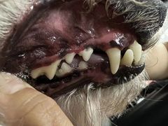 -宠福鑫康馨动物医院·骨科·眼科