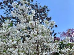 -天适樱花悠乐园