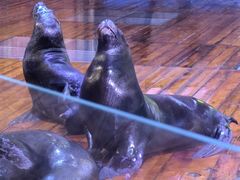 -海合安青岛极地海洋公园