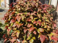 -COSTA COFFEE(上海虹口公园店)