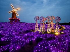 -大塘金香草谷
