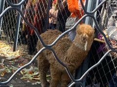 -长白岛森林公园