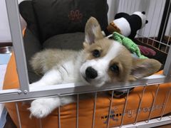-哆趣宠物医院·眼科·内镜·急重症转诊中心(上海店)