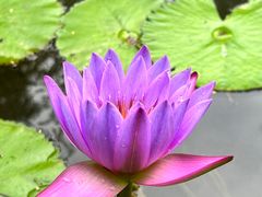 -曼听御花园