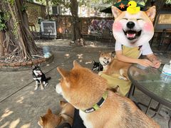 -柴犬高等学院·狗咖·柴犬售卖·宠物训练