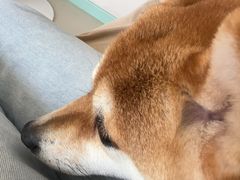 -怪兽屋·羊驼·猫咖·狗咖(俊华广场店)