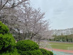 -武汉大学-樱园