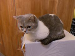 -猫色咖啡·猫咖