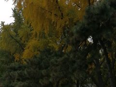 -钓鱼台国宾馆