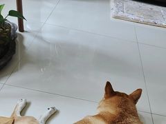 -美联众合动物医院·24h转诊中心