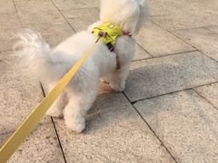 -爱妮康宠物医院·干细胞免疫细胞·肿瘤·心脏(张江店)