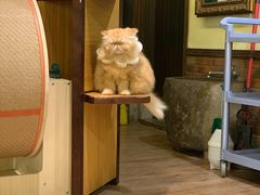 -more than meow吴止猫主题餐厅(承德 中船汇店)